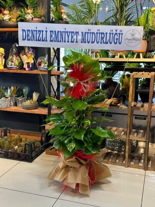 Patos Sarmaşığı Büyük Boy