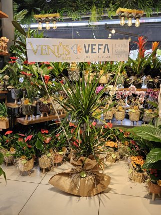 2 li Marginata Saksı Çiçeği