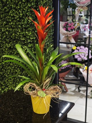 Guzmania - Burdur Çiçekçi