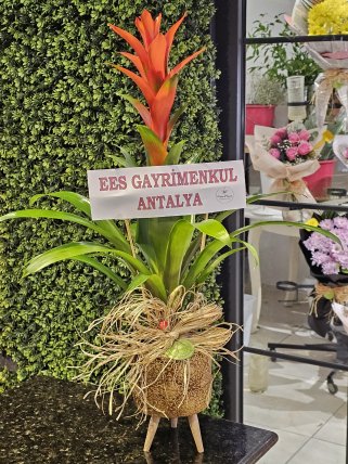 Ayaklı Vazoda Guzmanya Çiçeği