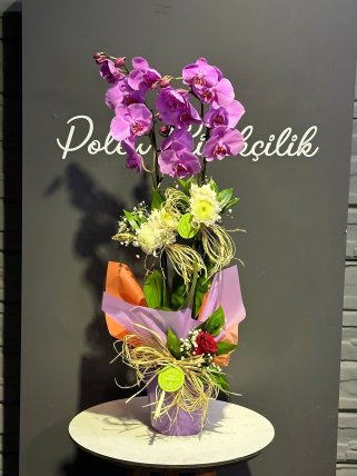 Çift Dallı Mor Orkide Çiçeği