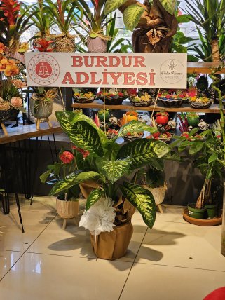 Tropik Saksı Çiçeği