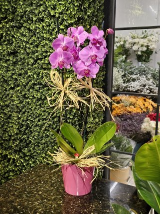 Çift Dallı Mor Orkide