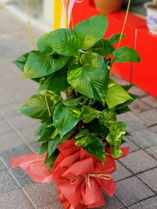 Patos Sarmaşığı Orta Boy