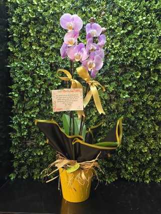 Çift Dal Pembe Orkide