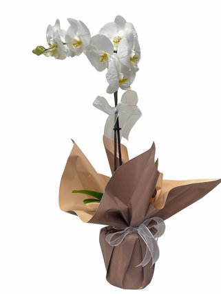 Tek Dallı Beyaz Orkide, burdur çiçekçi