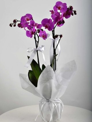 Çift Dallı Mor Orkide