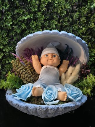 Erkek Bebek Midye Teraryum