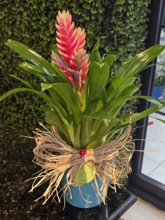 Pembe Viresia Saksı Çiçeği