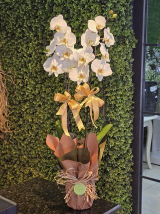 Çift Dal Beyaz Orkide, Burdur çiçekçi
