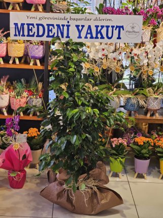 Benjamin Starlight Saksı Bitkisi, burdur çiçekçi