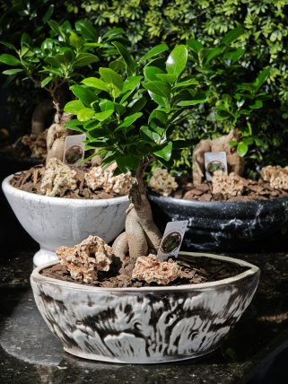Ficus Bonzai