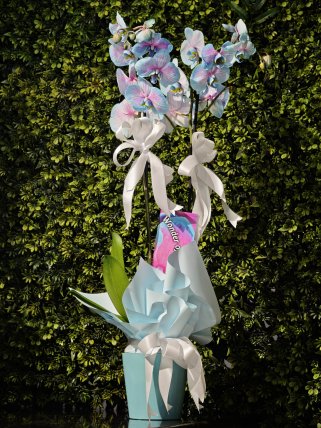 Çift Dallı Mavi Orkide