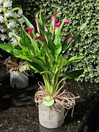 Dekoratif Vazoda Gala Çiçeği