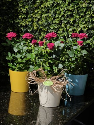 Seramik Saksıda Canlı Bodur Güller