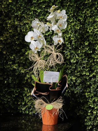 Seramik Vazoda Çift Dallı Beyaz Orkide, burdur çiçekçi