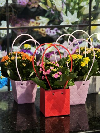 Renkli Çantalarda Renkli Kalanşo Çiçekleri