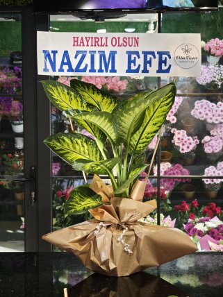 Tropik Saksı Çiçeği