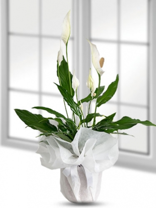 Spatifilyum Saksı Çiçeği burdur çiçek