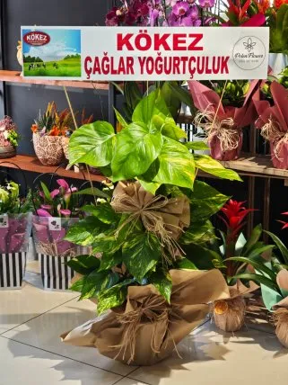 Patos Sarmaşığı Büyük Boy