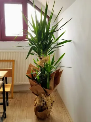 3 lü Yukka Saksı Çiçeği