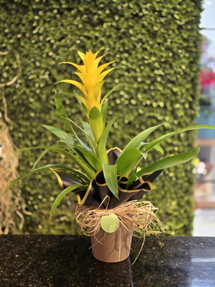 Seramik Vazoda Sarı Guzmanya Çiçeği