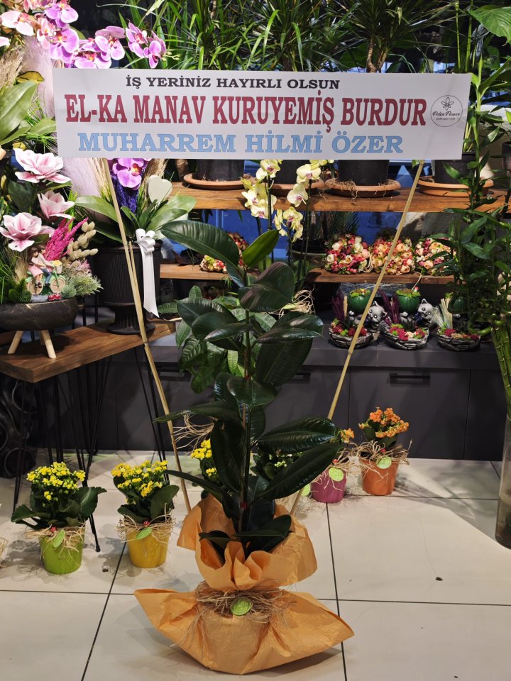 Tekli Kauçuk Çiçeği