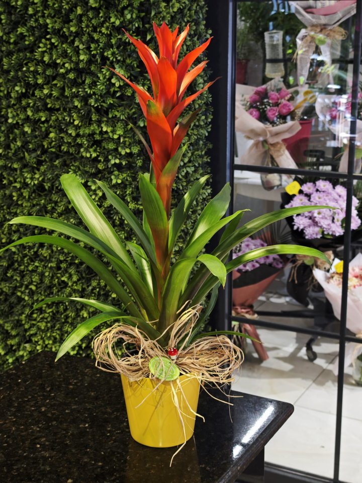 Guzmania - Burdur Çiçekçi