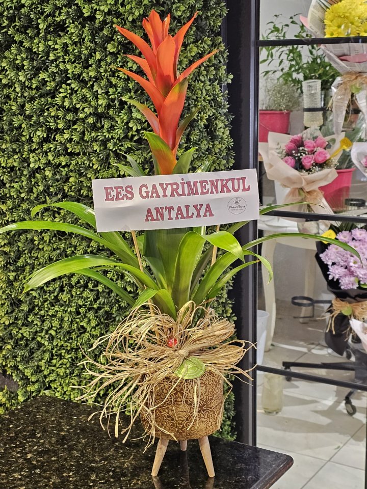 Ayaklı Vazoda Guzmanya Çiçeği