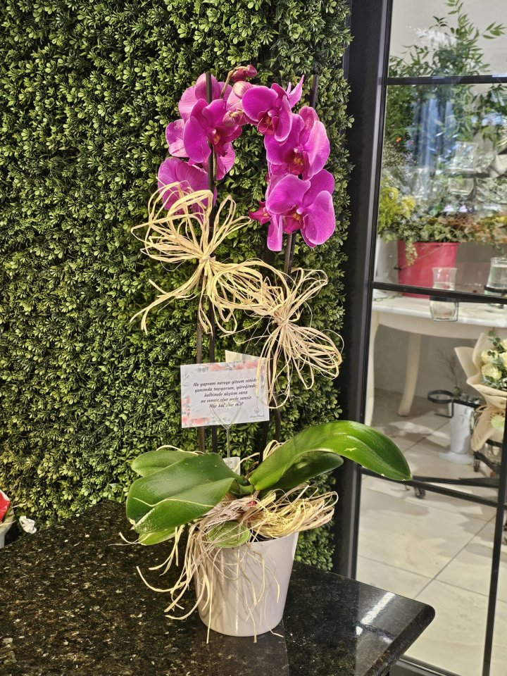Çift Dallı Orkide Çiçekleri, burdur çiçekçi
