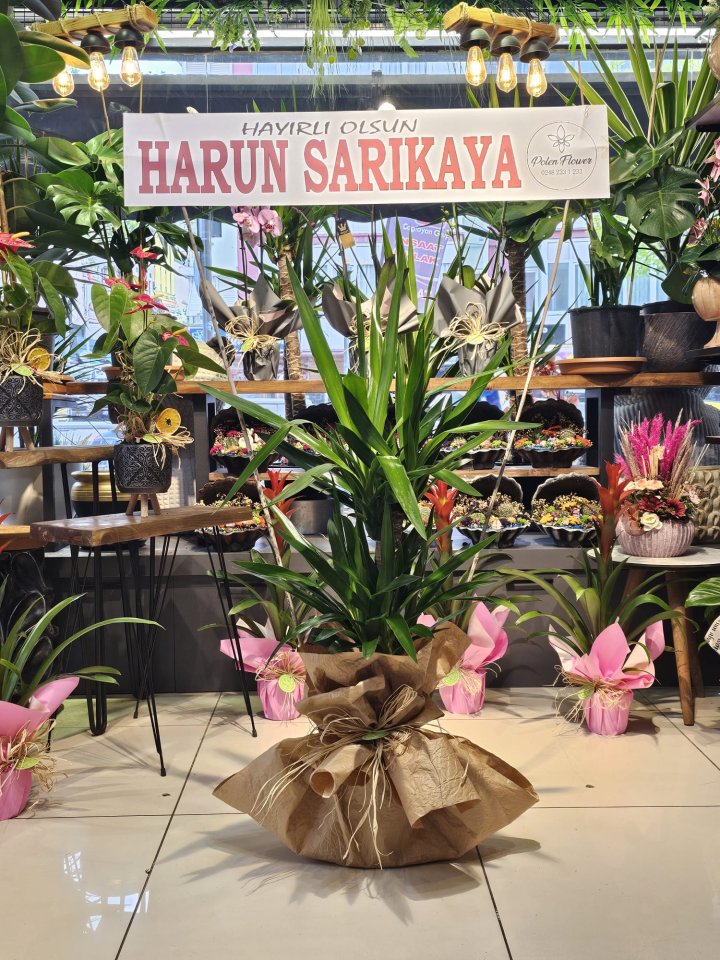 2 li Yukka Saksı Çiçeği