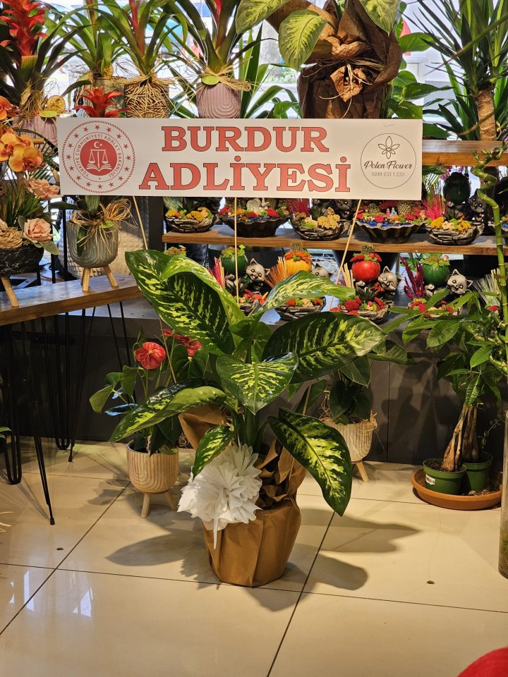 Tropik Saksı Çiçeği