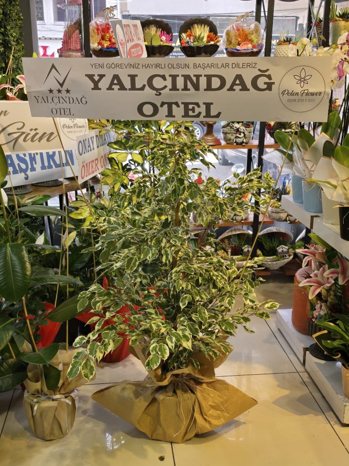 Benjamin Starlight Saksı Bitkisi, burdur çiçekçi