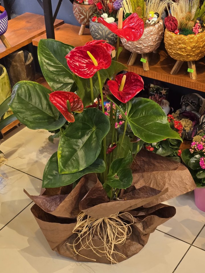 Büyük Boy Antoryum Çiçeği