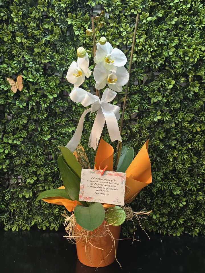 Turuncu Vazoda Tek Dallı Beyaz Orkide
