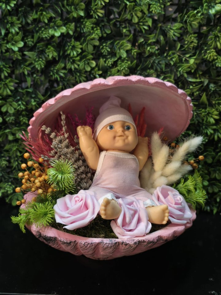 Kız Bebek Midye Teraryum