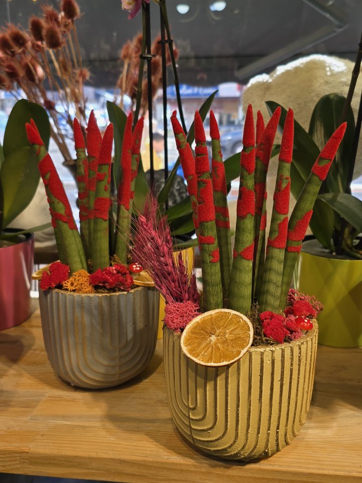 Kırmızı Sanseveria Çiçeği