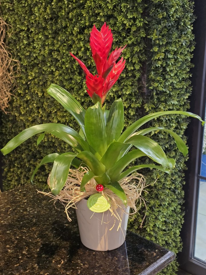 Kırmızı Viresia Saksı Çiçeği, burdur çiçekçi