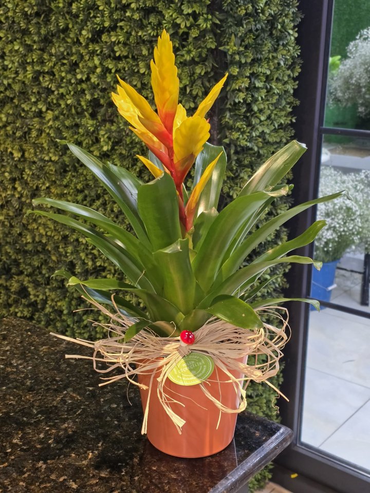 Sarı Viresia Saksı Çiçeği