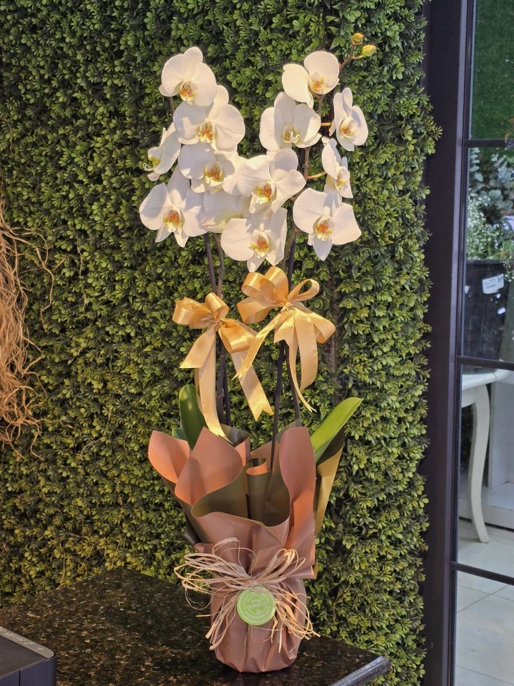 Çift Dal Beyaz Orkide, Burdur çiçekçi