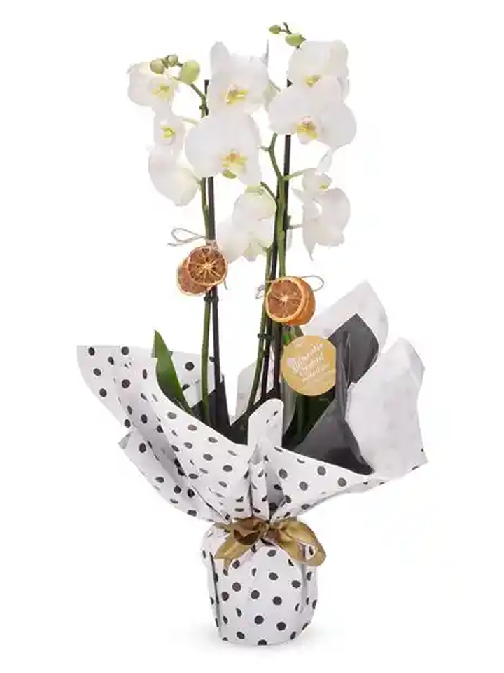 Çift Dallı Beyaz Orkide