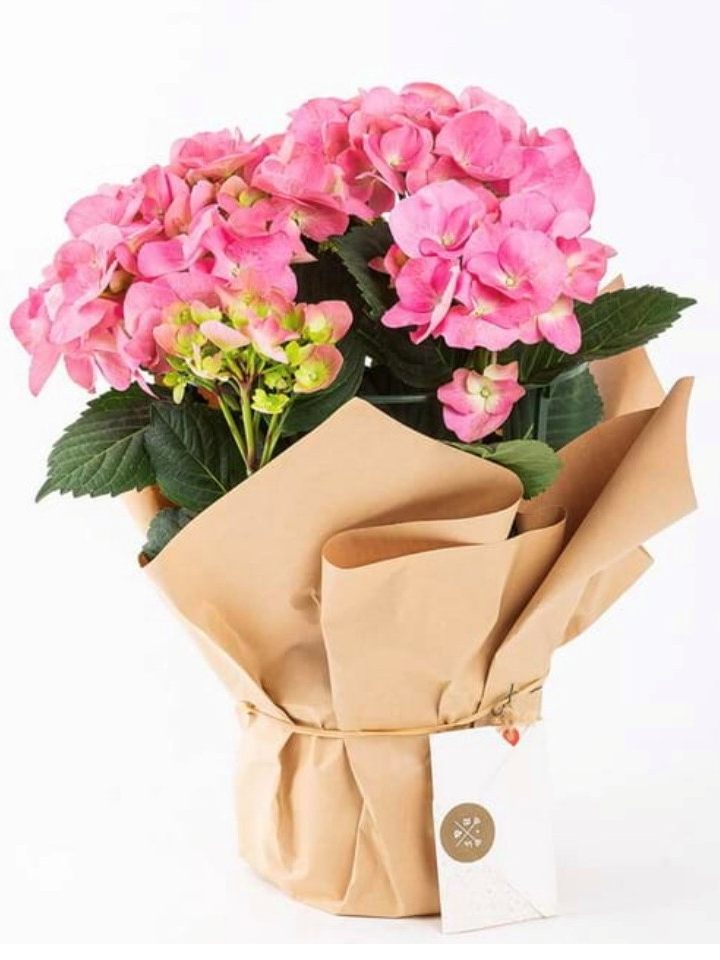 Saksıda Ortanca Çiçeği