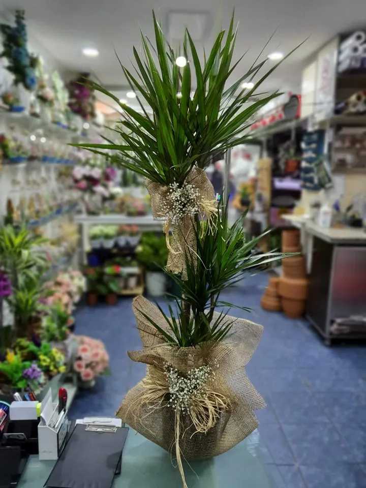 Üçlü Marginata