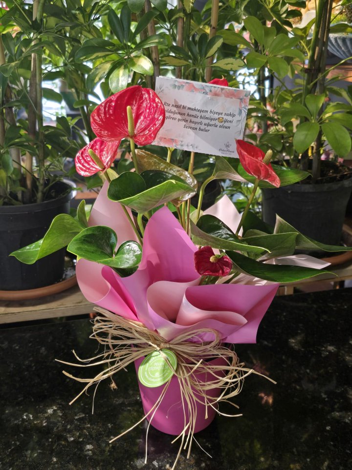 Antoryum Saksı Çiçeği