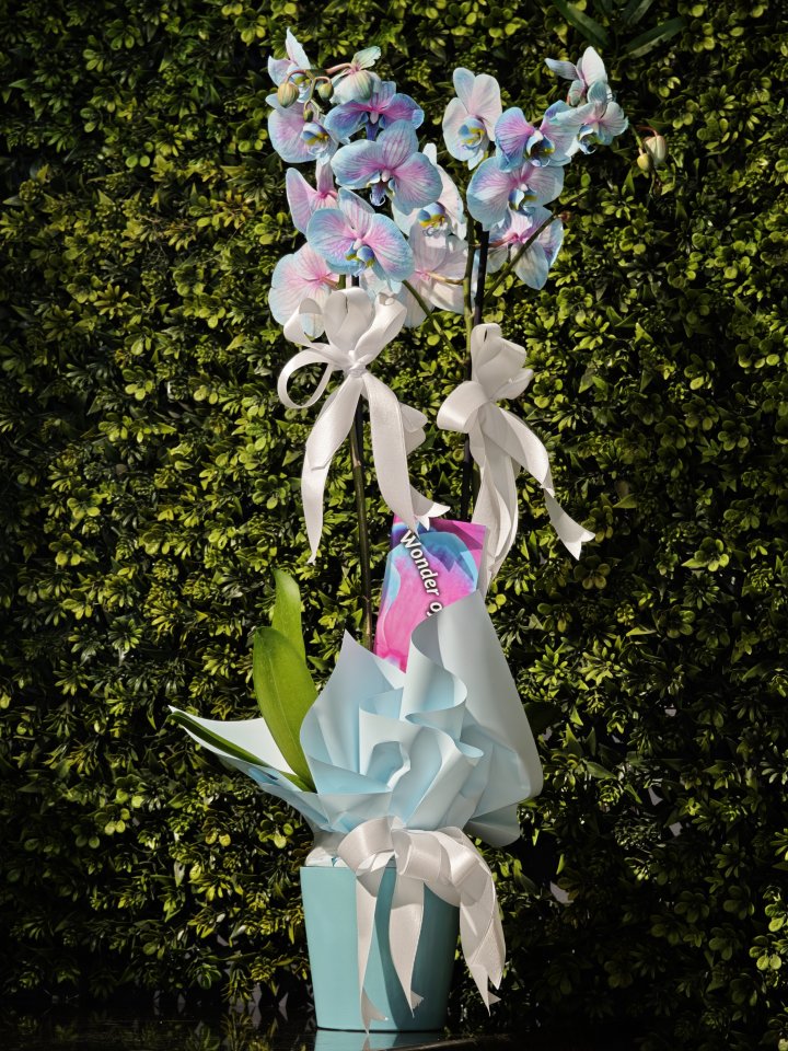 Çift Dallı Mavi Orkide