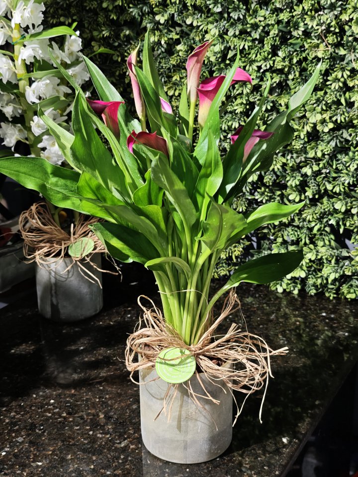 Dekoratif Vazoda Gala Çiçeği