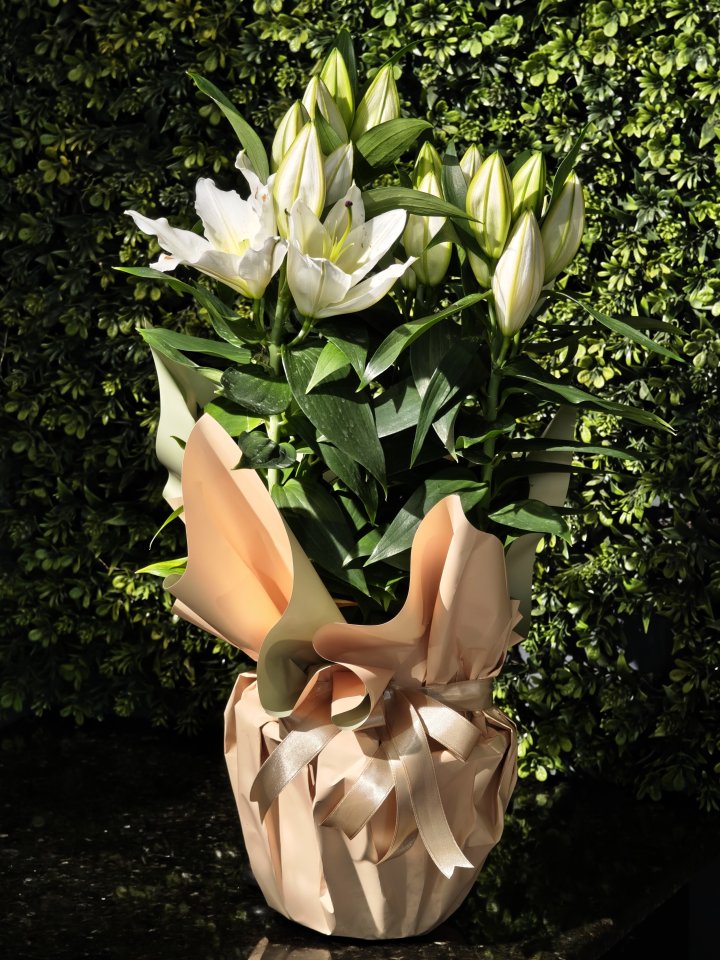 Mis Kokulu Lilyum Çiçeği Büyük Boy