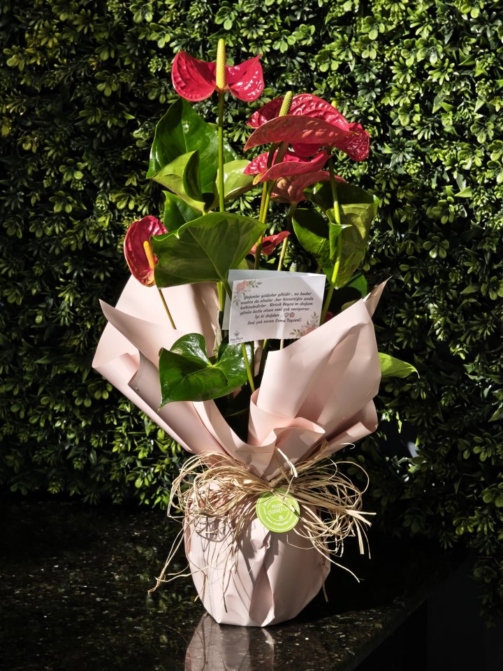 Büyük Boy Antoryum Saksı Çiçeği