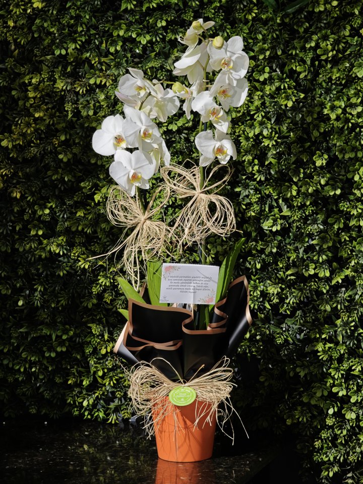 Seramik Vazoda Çift Dallı Beyaz Orkide, burdur çiçekçi