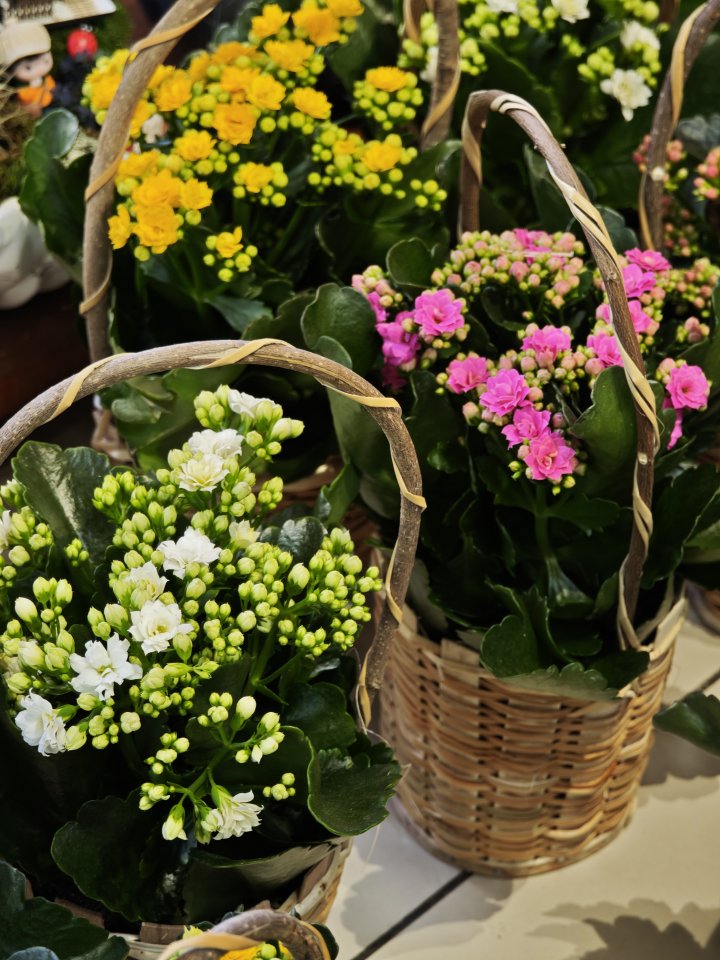 Sepette Kalanşo Çiçeği